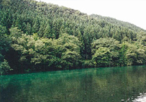 青森県新郷村の水源林写真