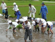地元小学校児童たちが行う「総合学習活動（農業体験）」の写真3