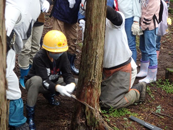 写真：小学生の（鋸による）間伐体験