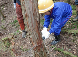 写真：小学生の（鋸による）間伐体験