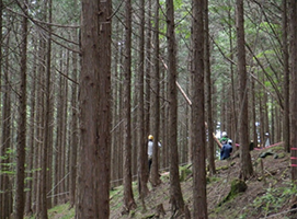 写真：間伐木のロープ引き