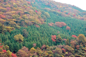 育成複層林の写真1枚目