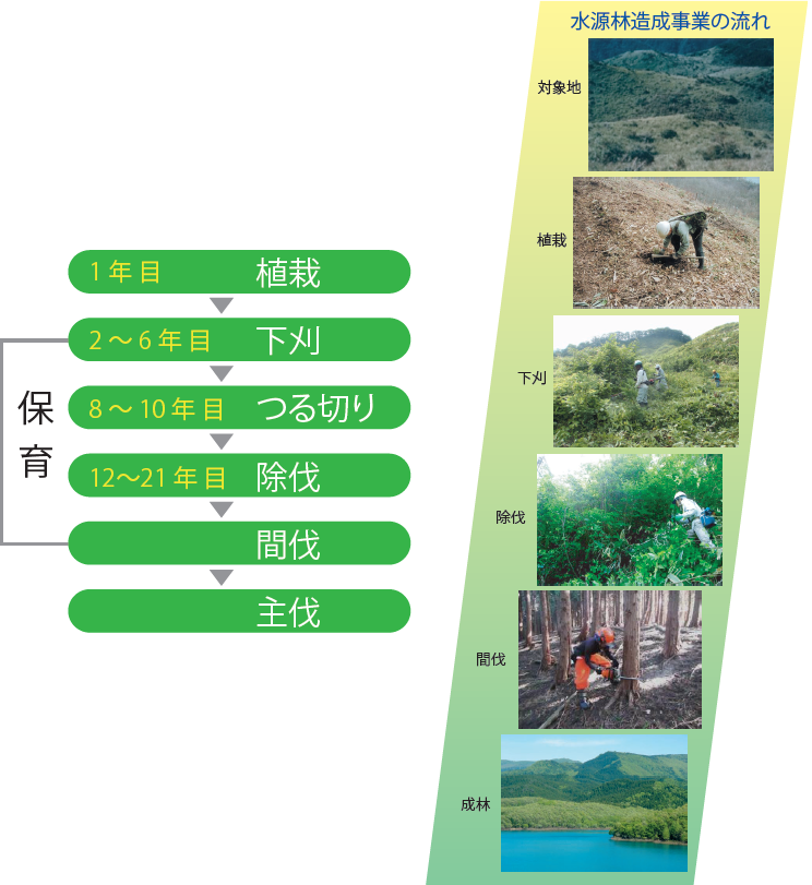 1年目「植栽」、2~6年目「下刈」、8~10年目「つる切り」、12~21年目「除伐」、「間伐」、「主伐」