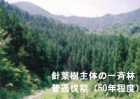 針葉樹主体の一斉林 普通伐期（50年程度）