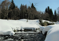 北海道積丹町の水源林写真