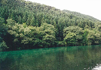 青森県新郷村の水源林写真