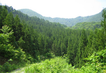 山形県山形市の水源林写真
