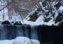 福島県福島市の水源林写真