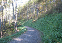 群馬県高山村の水源林写真