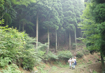 岐阜県揖斐川町の水源林写真