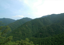 三重県度会町の水源林写真