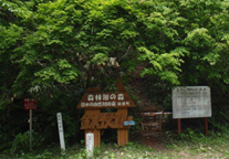 石川県能登町の水源林写真