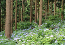 福井県福井市の水源林写真