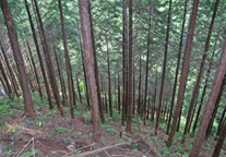 兵庫県南あわじ市の水源林写真