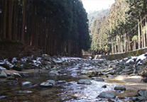 奈良県御杖村の水源林写真
