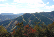 和歌山県田辺市の水源林写真