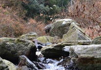 愛媛県新居浜市の水源林写真