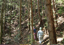 福岡県宇美町の水源林写真