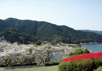 鹿児島県さつま町の水源林写真