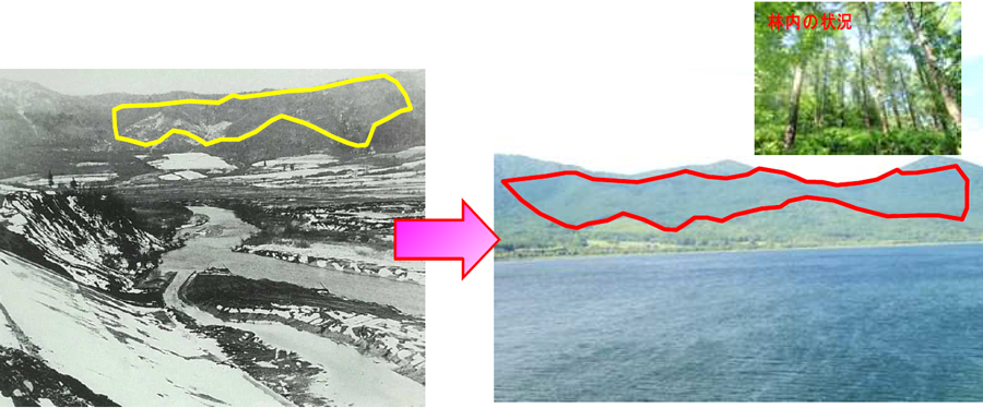 植栽当時（昭和38年）と現在（平成23年）の比較写真