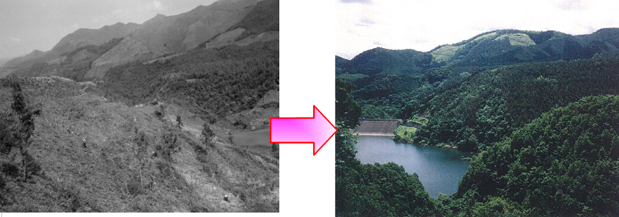 植栽当時（昭和36年）と現在（平成23年）の比較写真