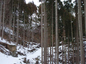 搬出間伐の実施状況の写真