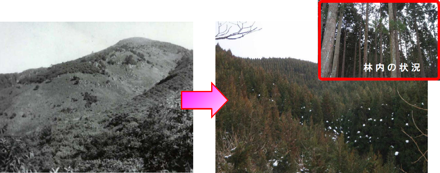 植栽当時（昭和39年）と現在（平成23年）の比較写真