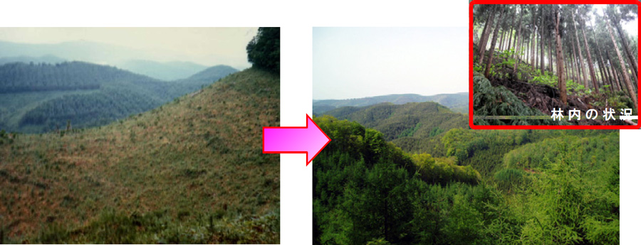 植栽当時（昭和41年）と現在（平成23年）の比較写真