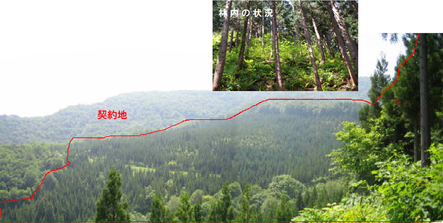 現在の水源林造成事業地の写真