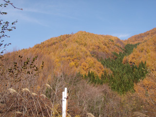 契約地の秋の風景の写真