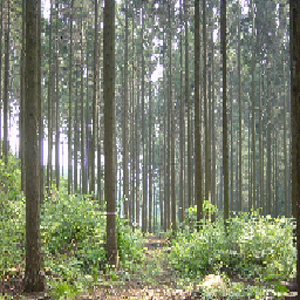 高山村内造林地の写真