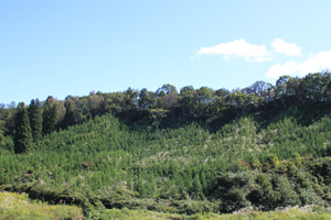 広葉樹を残置した植栽地の写真