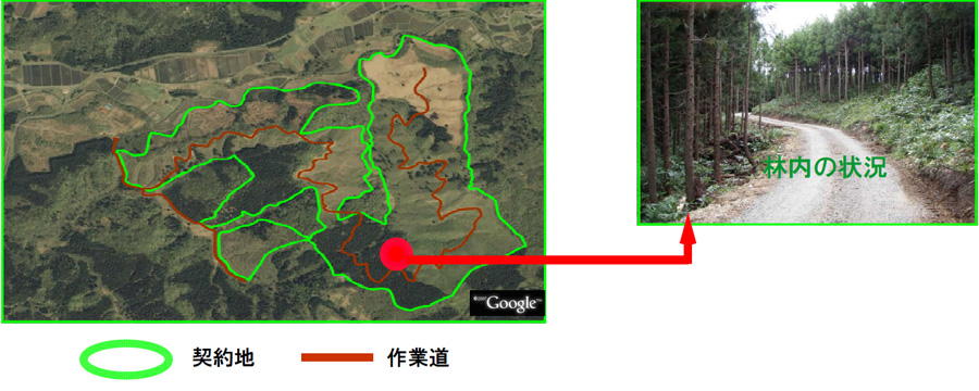 植栽（昭和61年）から 現在（平成23年）の写真