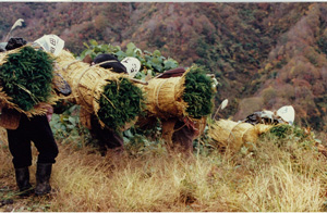 昭和51年度の新植の実施状況の写真