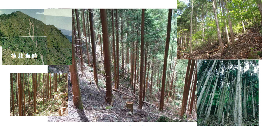 植栽当時と現在（平成23年）の比較写真