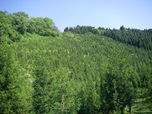平成10年度に植栽された区域の写真