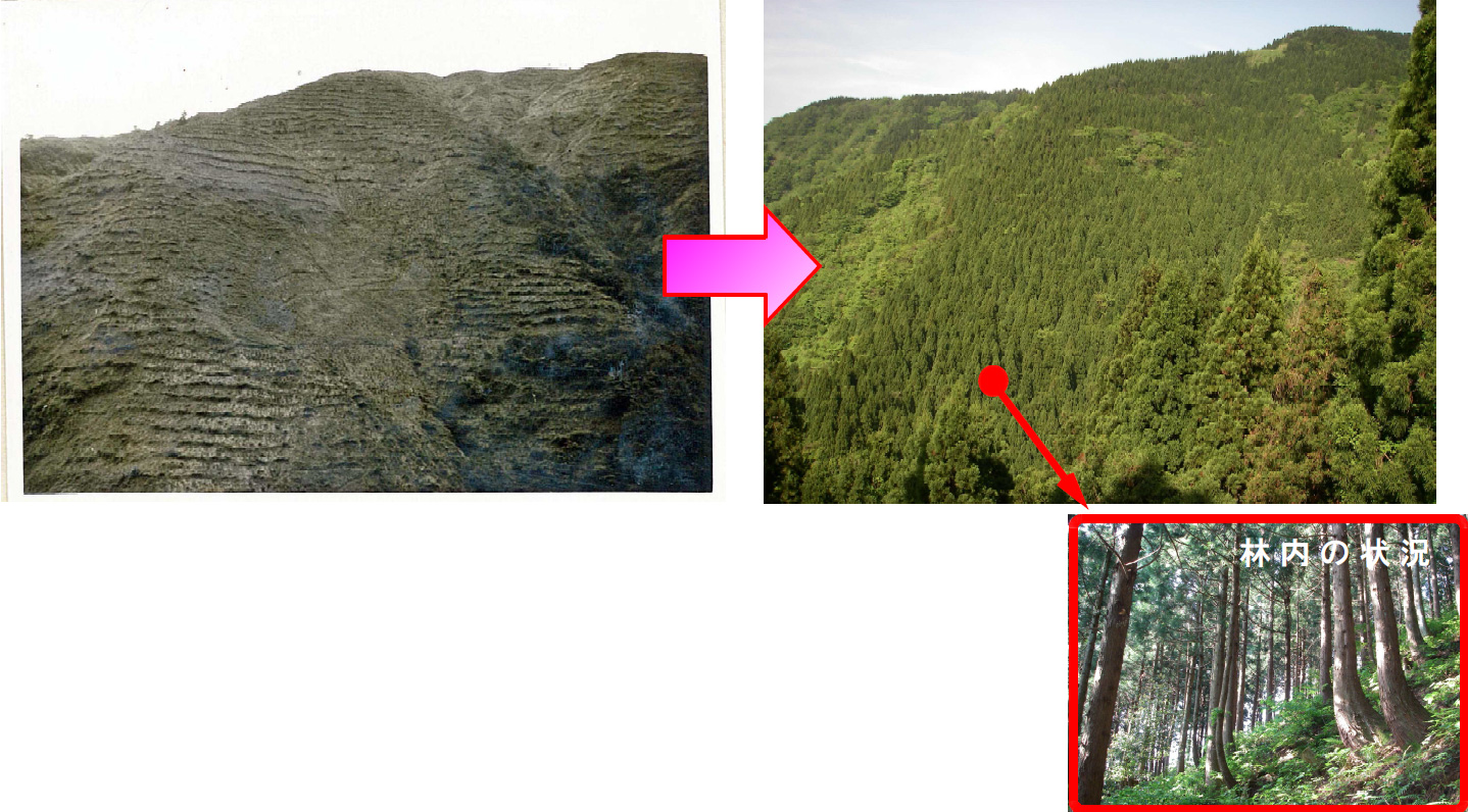 植栽当時（昭和37年）と現在（平成21年）の比較写真