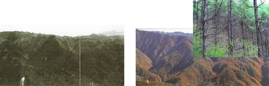 植栽以前（昭和32年）と現在（平成23年）の比較写真