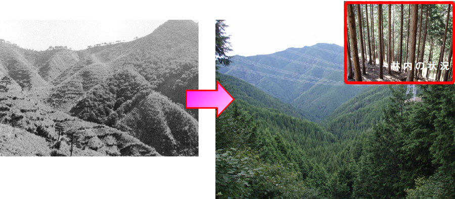 植栽当時（昭和38年）と現在（平成23年）の比較写真
