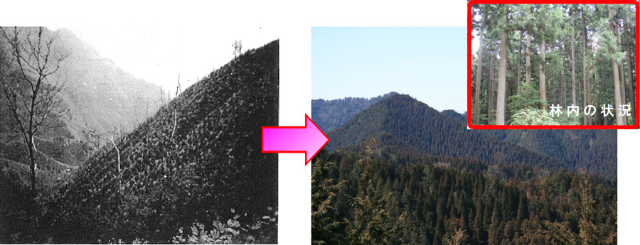 植栽当時（昭和36年）と現在（平成23年）の比較写真