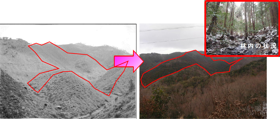 植栽当時（昭和37年）と現在（平成23年）の比較写真