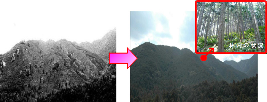 植栽当時（昭和48年）と現在（平成23年）の比較写真