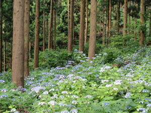 鮎川造林地内に咲き誇るヤマアジサイの写真