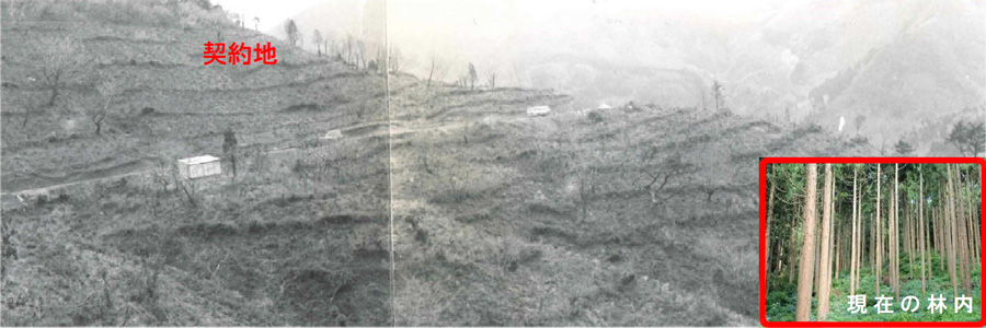 植栽当時の鮎川造林地（昭和38年）の写真