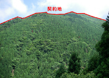 緑豊かな上根来水源の森の写真