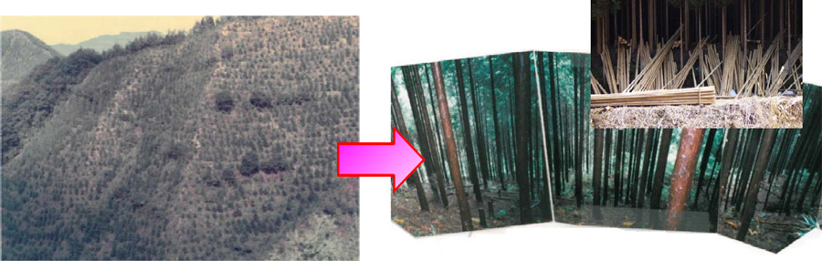 植栽・下刈（昭和40年）と平成5年磨き丸太の生産の写真