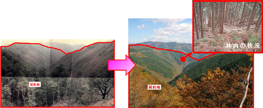 植栽当時（昭和45年）と現在（平成23年）の比較写真