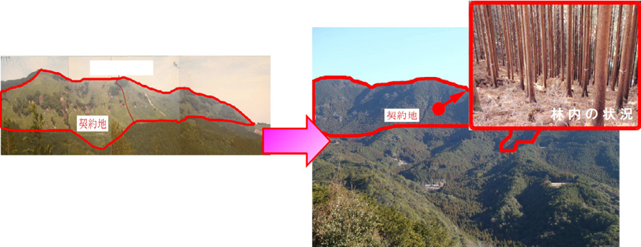 植栽当時（昭和58年）と現在（平成23年）の比較写真