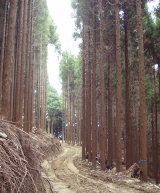 整備された坂足造林地の写真
