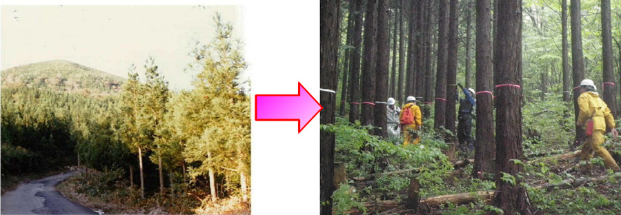 植栽後10年経過（昭和54年）と現在（平成22年・主伐木マーキング法）の比較写真
